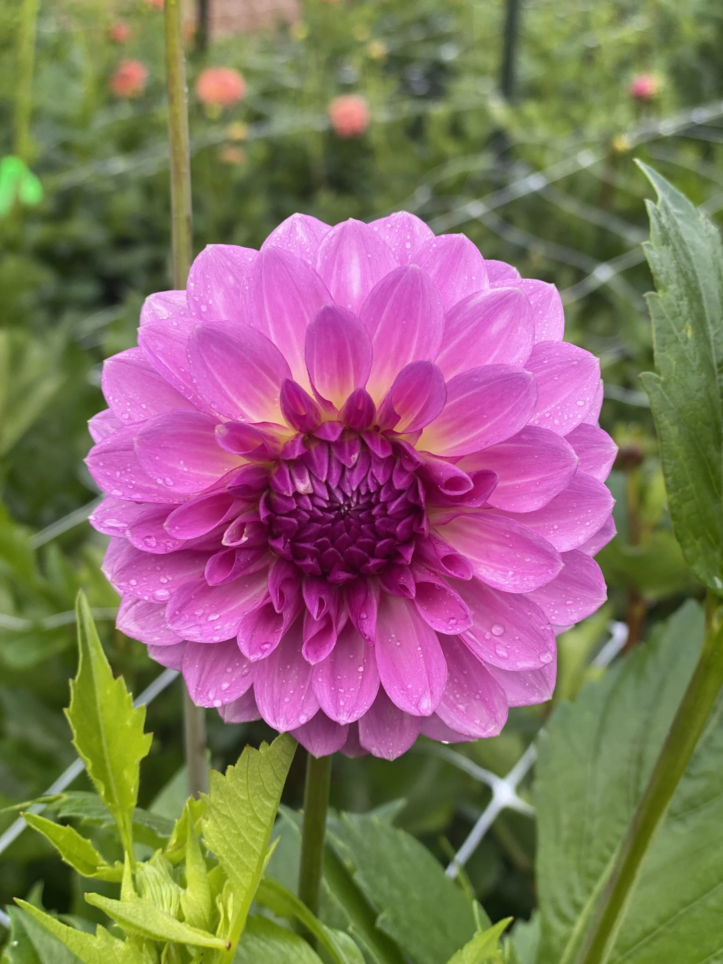 Lavendar Ice Dahlia EBB IMG_6620.jpg