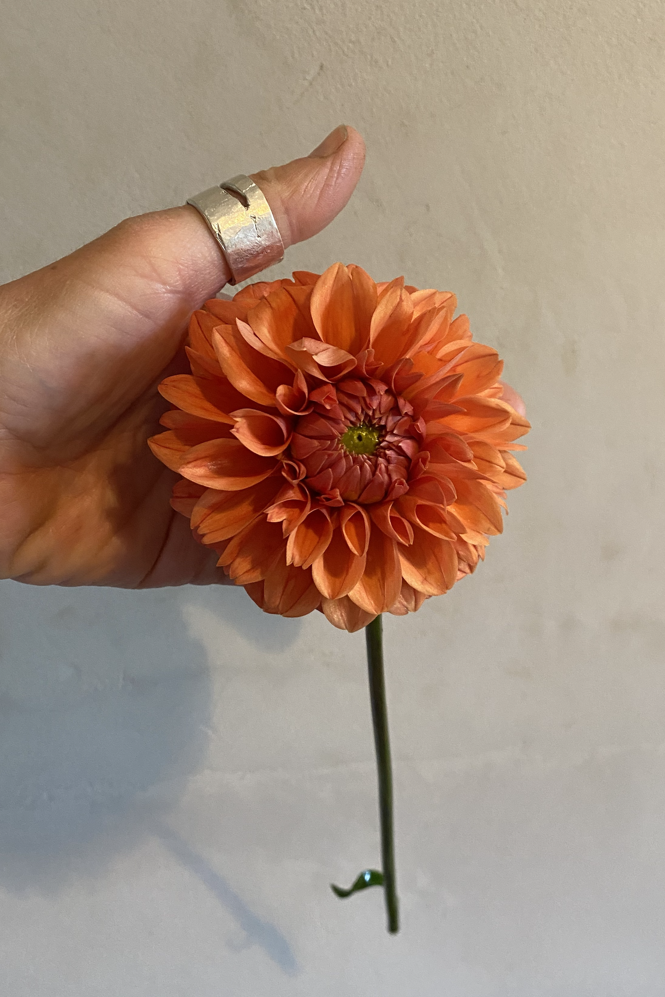 Old Gold Dahlia EBB.png