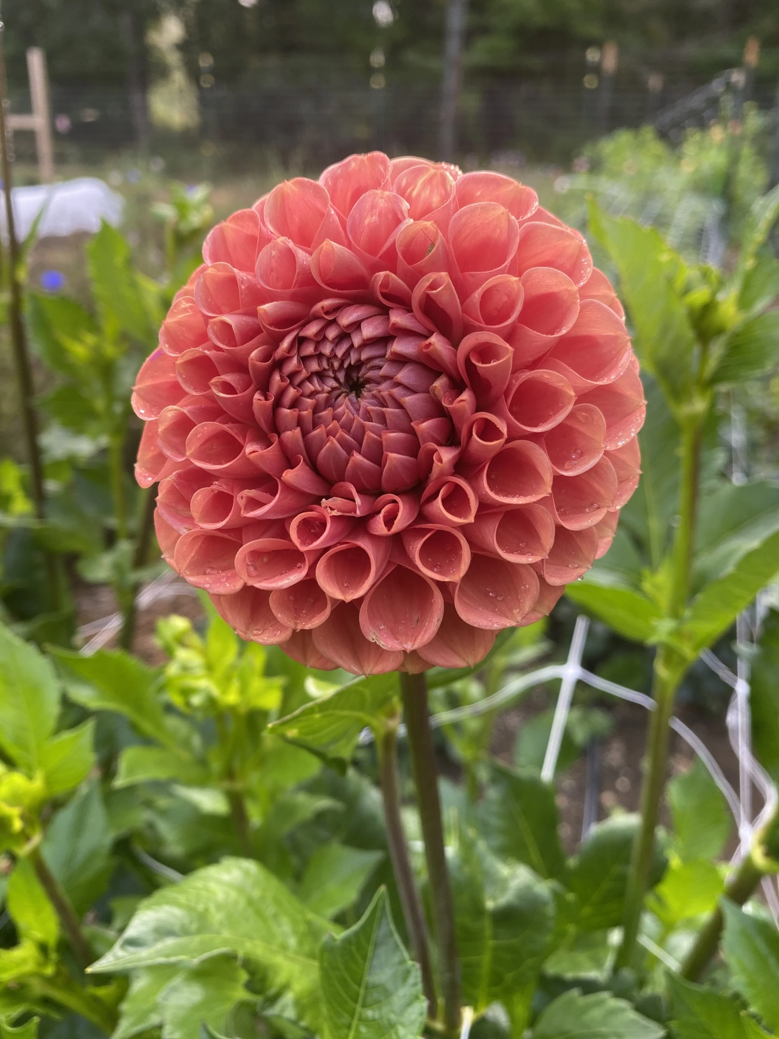 Rose Toscano Dahlia EBB IMG_6627.jpg