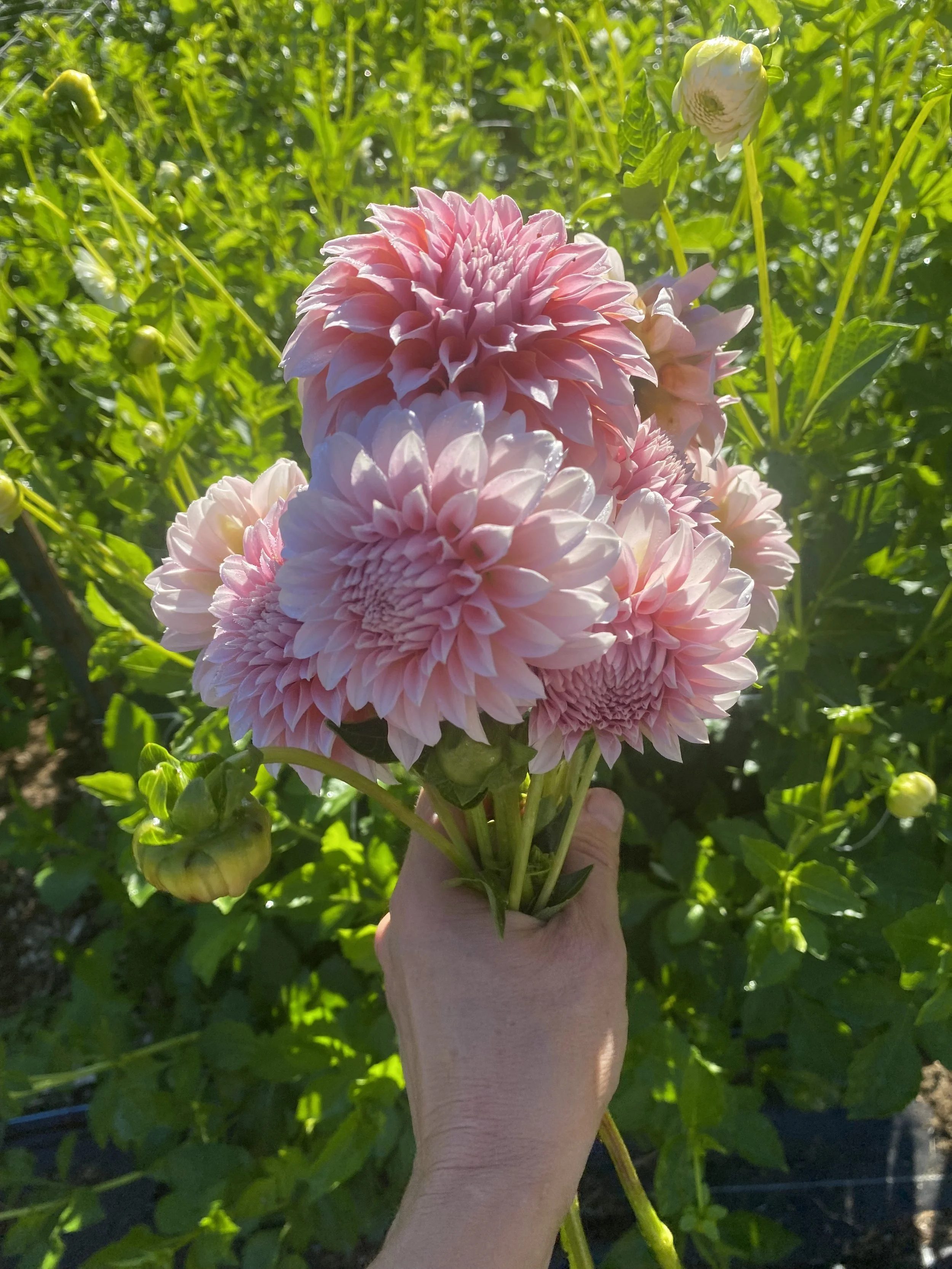 Peaches and Cream IMG EBB_6865.jpg