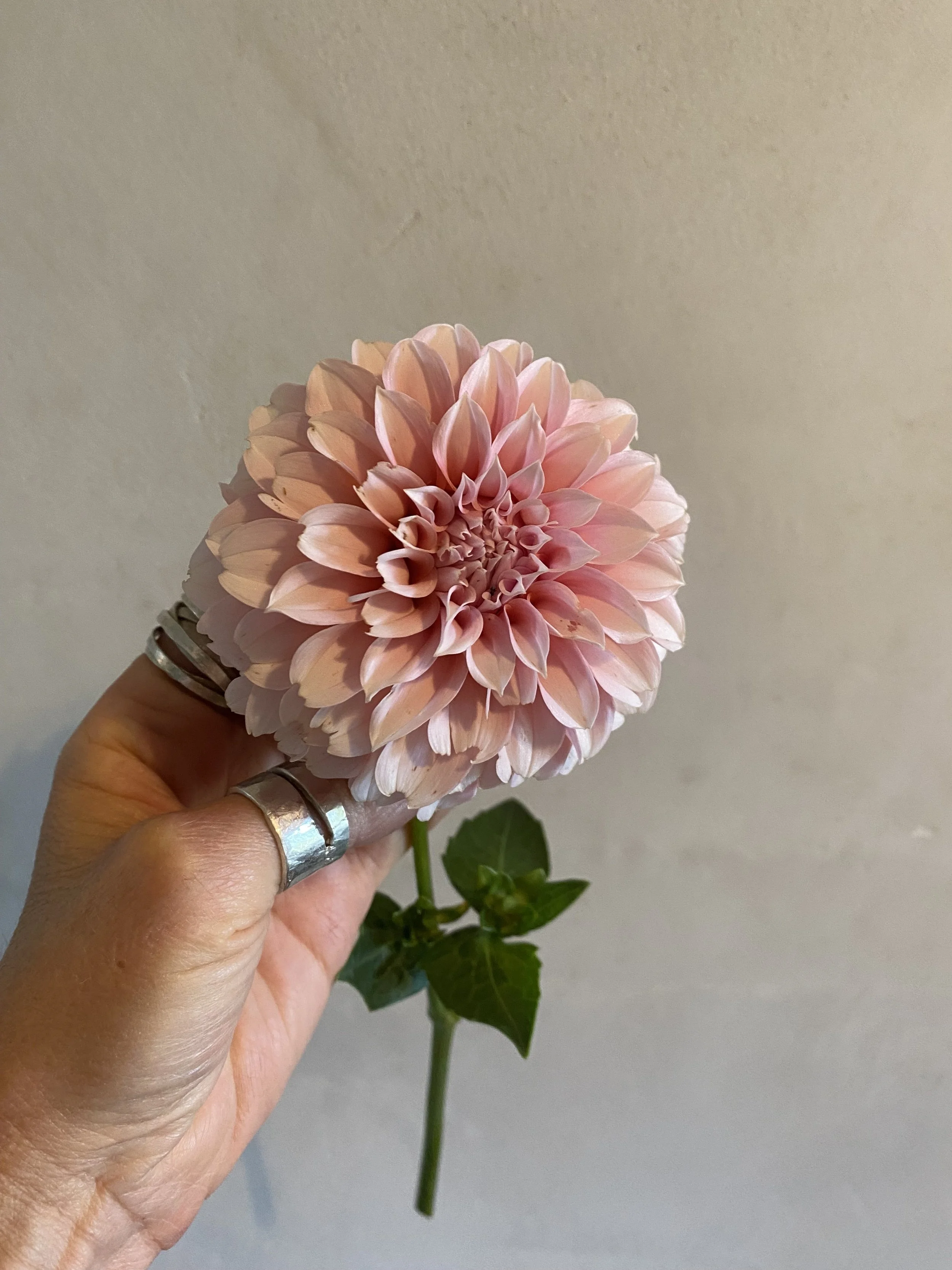 Peaches and Cream EBB IMG_6236.jpg