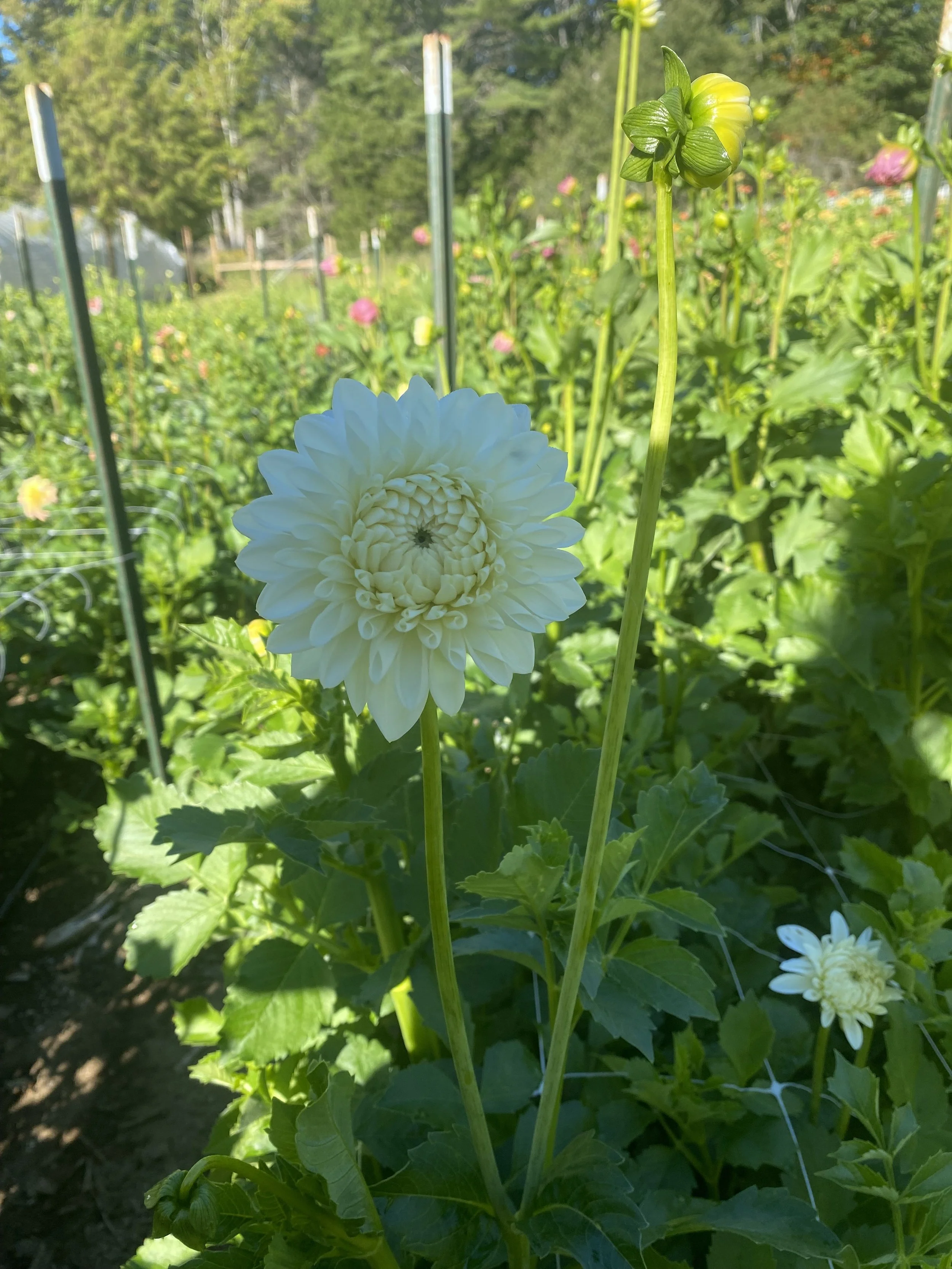 Orset Beauty Dahlia EBB IMG_6876.jpg