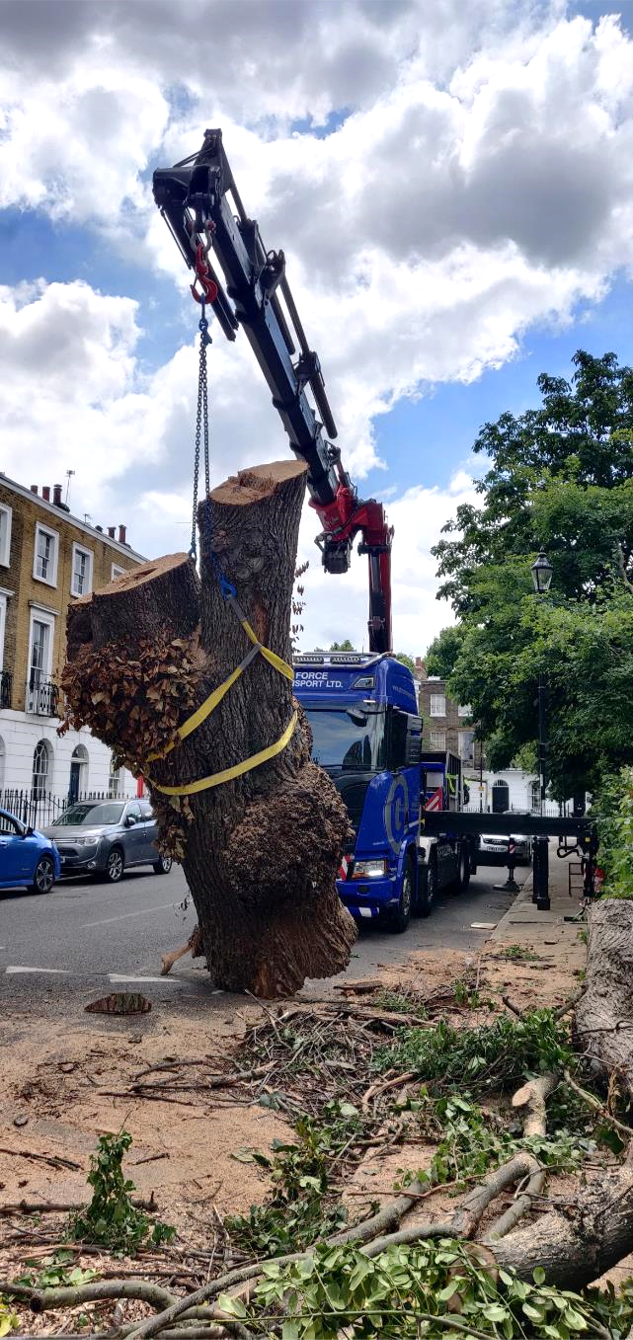 Elm removal Gibson Sq Islington.png