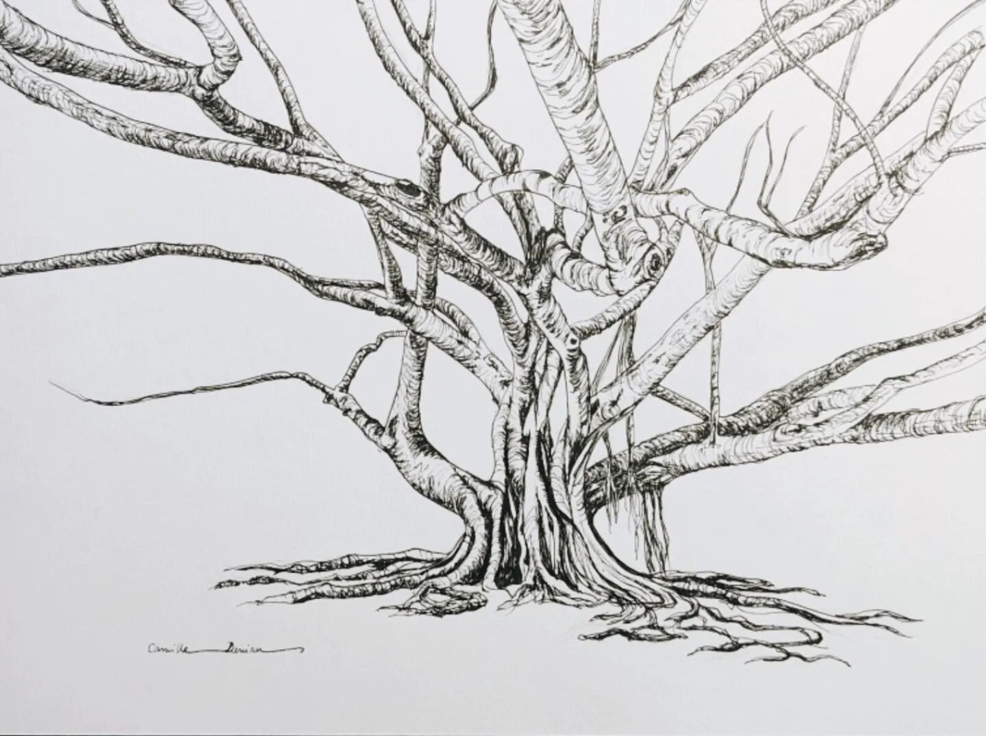 The latest addition to my drawing collection is &quot;The Banyan Tree&quot; (30x40cm /&pound;140). This tree is like a magical creature! It triggers memories of my childhood in South East Asia, where I would often cross these trees and play in them, 