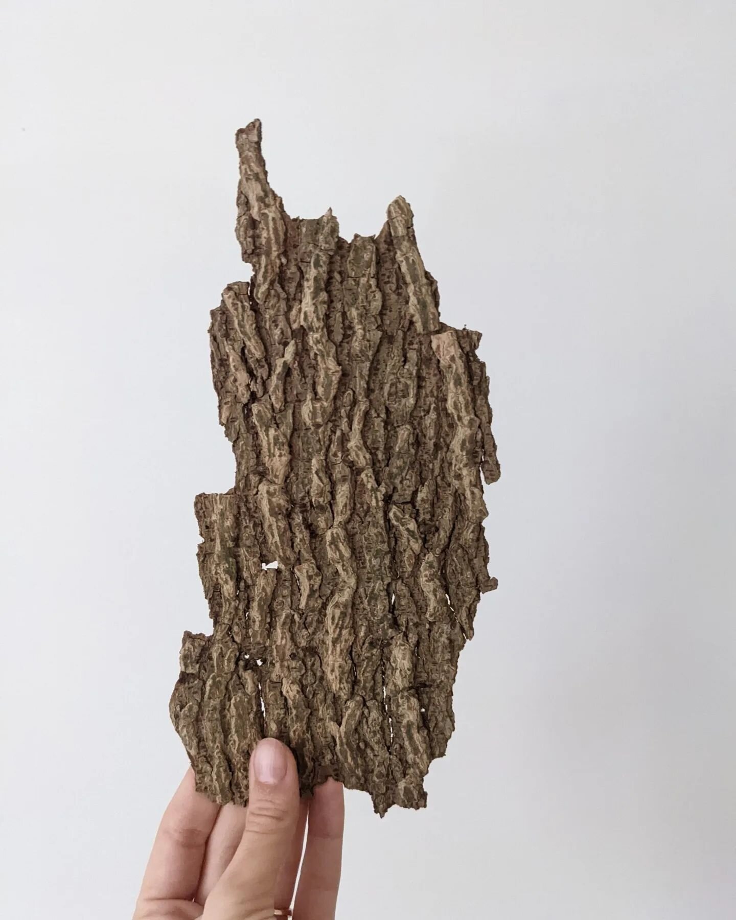 Bark Embossings are created by imprinting the texture of a tree bark onto paper. A way for us to look at trees from a different angle, really look closely and notice things we wouldn't otherwise. A Bark Embossing is like a tree's footprint: the mark 
