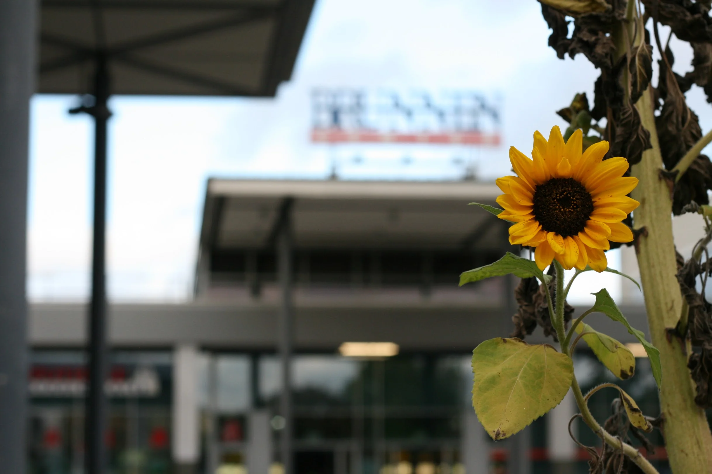 Das Brunnen-Center neu beleben