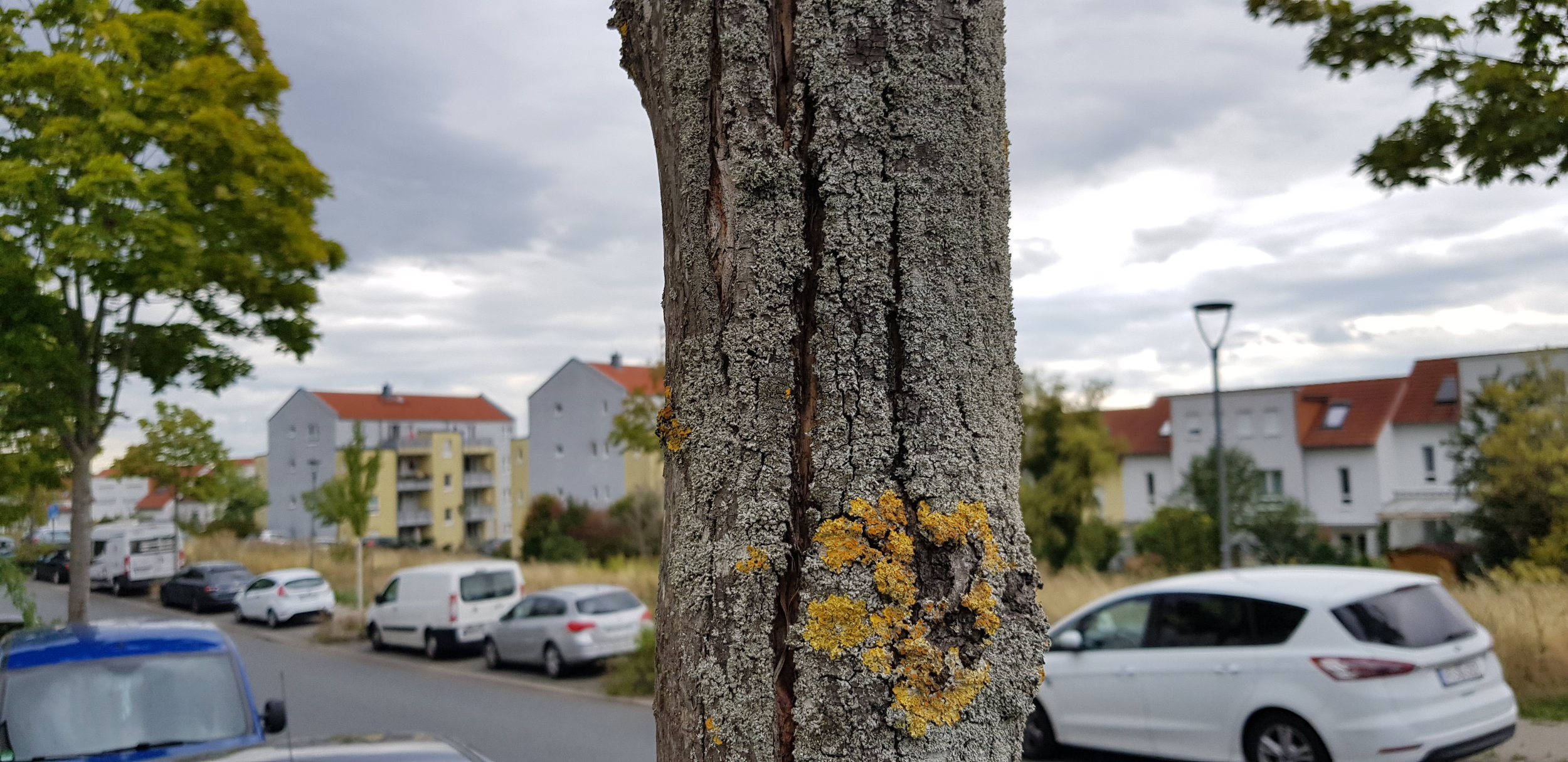 „Rasenflächen sind Leichentuch des Baumes“