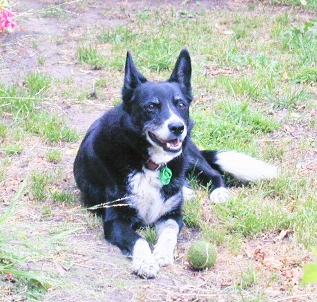 Reference photo for commissioned dog painting