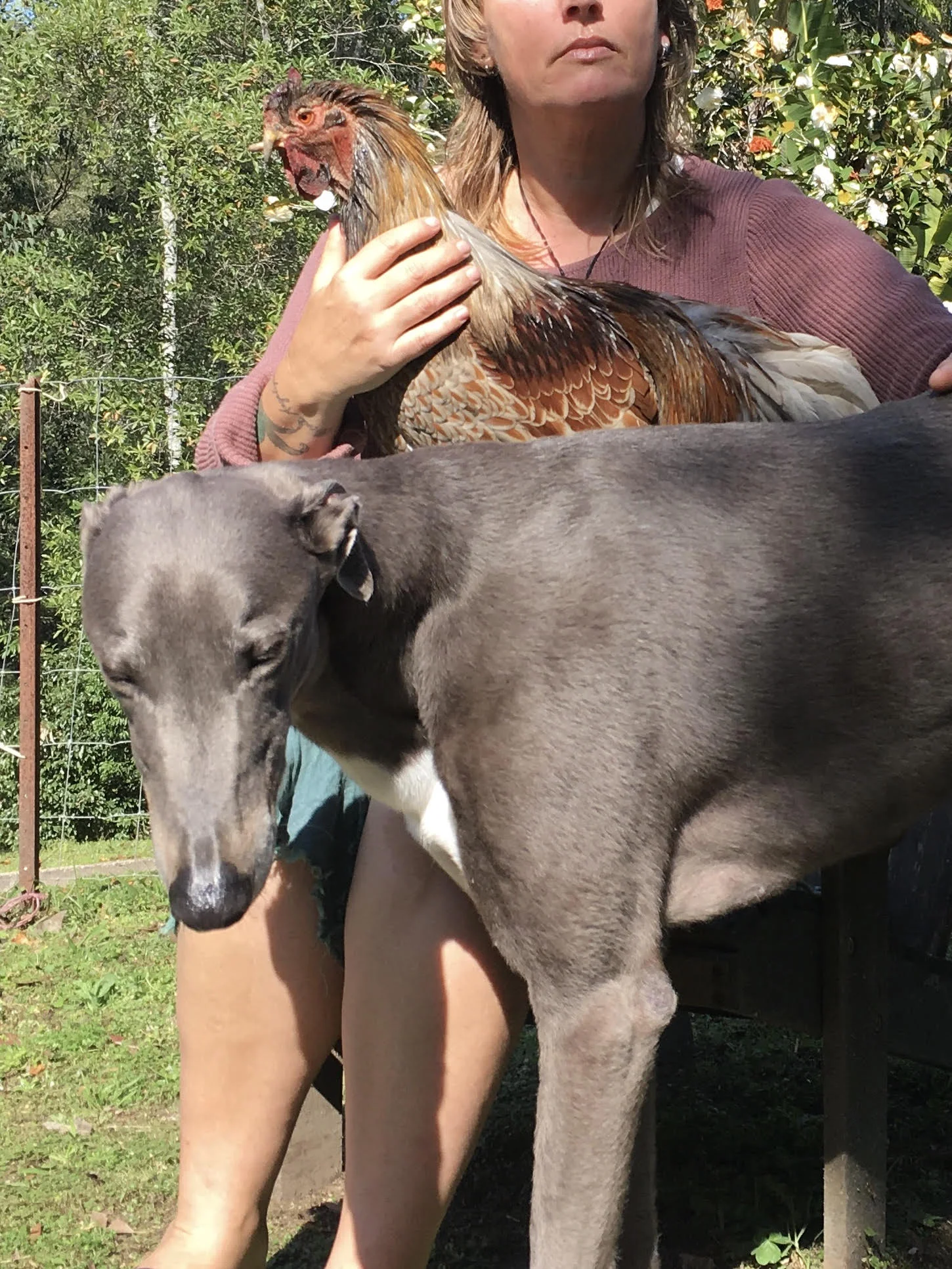 Danny the Greyhound modelling for his custom portrait with Mum and Lucian the Rooster. Photographed by Opal Pastro
