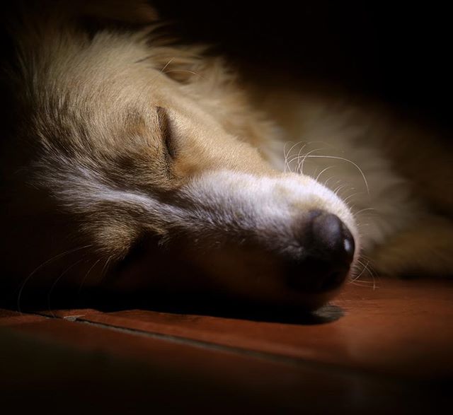 Taking a nap while @andrelousada plays with the cellphone lantern and his camera! #dogmodelsearch #fuji_xseries #fuji #puppys #puppylife #dogphotographer #portraitvisuals #podengo