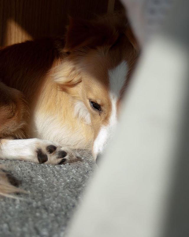 Tristan hiding and sleeping! :) #puppys #dogmodelsearch #podengo #dogs_of_world #dogsrule #dogs #dogsitting