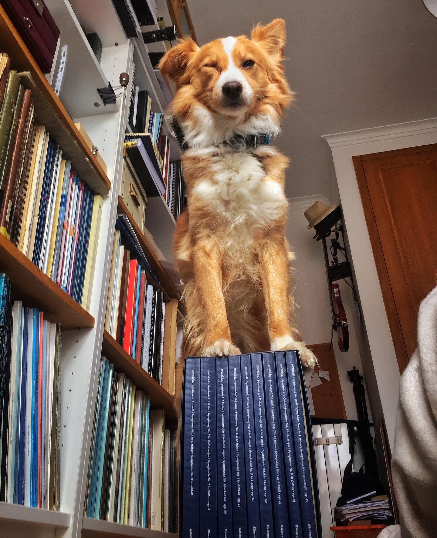 @tristan.the.wagnerian.dog very proud of me owning the set of scores of the complete Dvorak symphonies by @baerenreiter Can&rsquo;t wait to be able to update the last three edited by Jonathan Del Mar. When will this pandemic END? #corona please go aw
