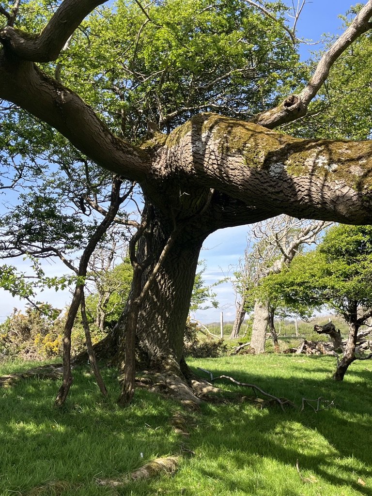 1624E5C8-710A-41CF-8BFD-065766986D33_1_105_c.jpeg