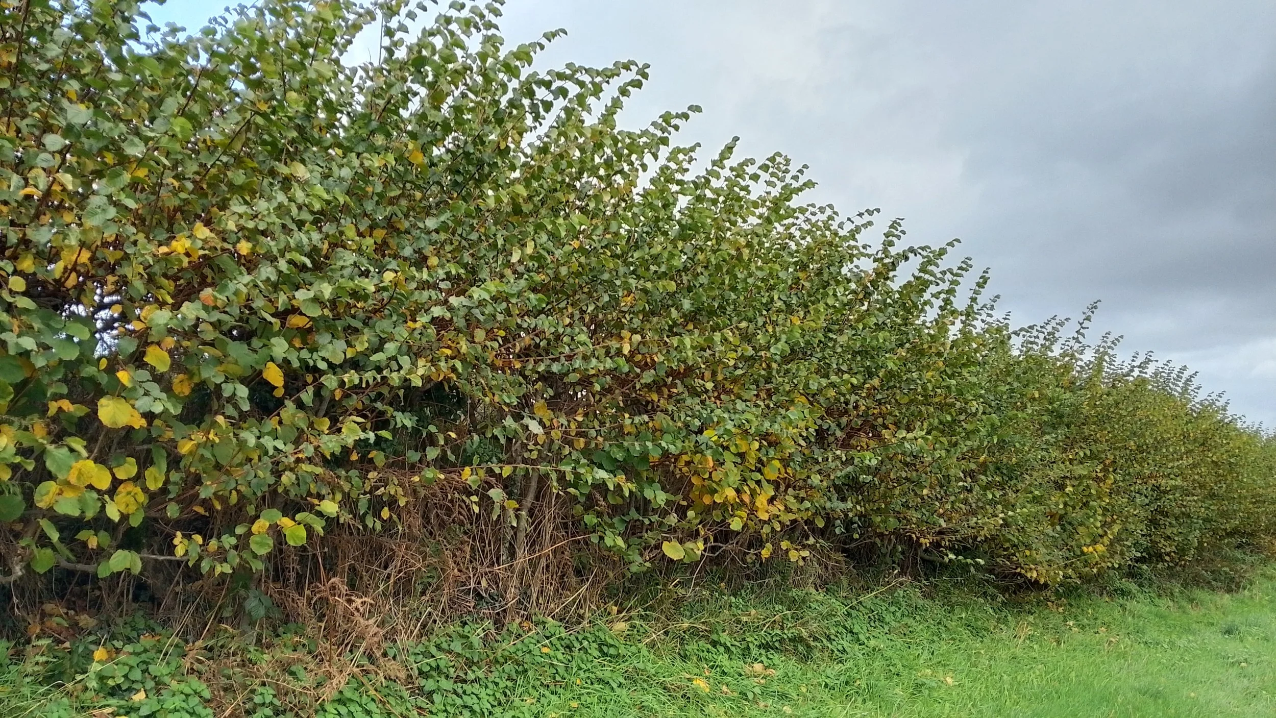 Hedgerow 1
