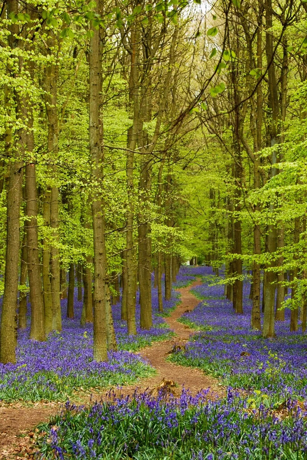 Bluebells in 9Trees Woodland