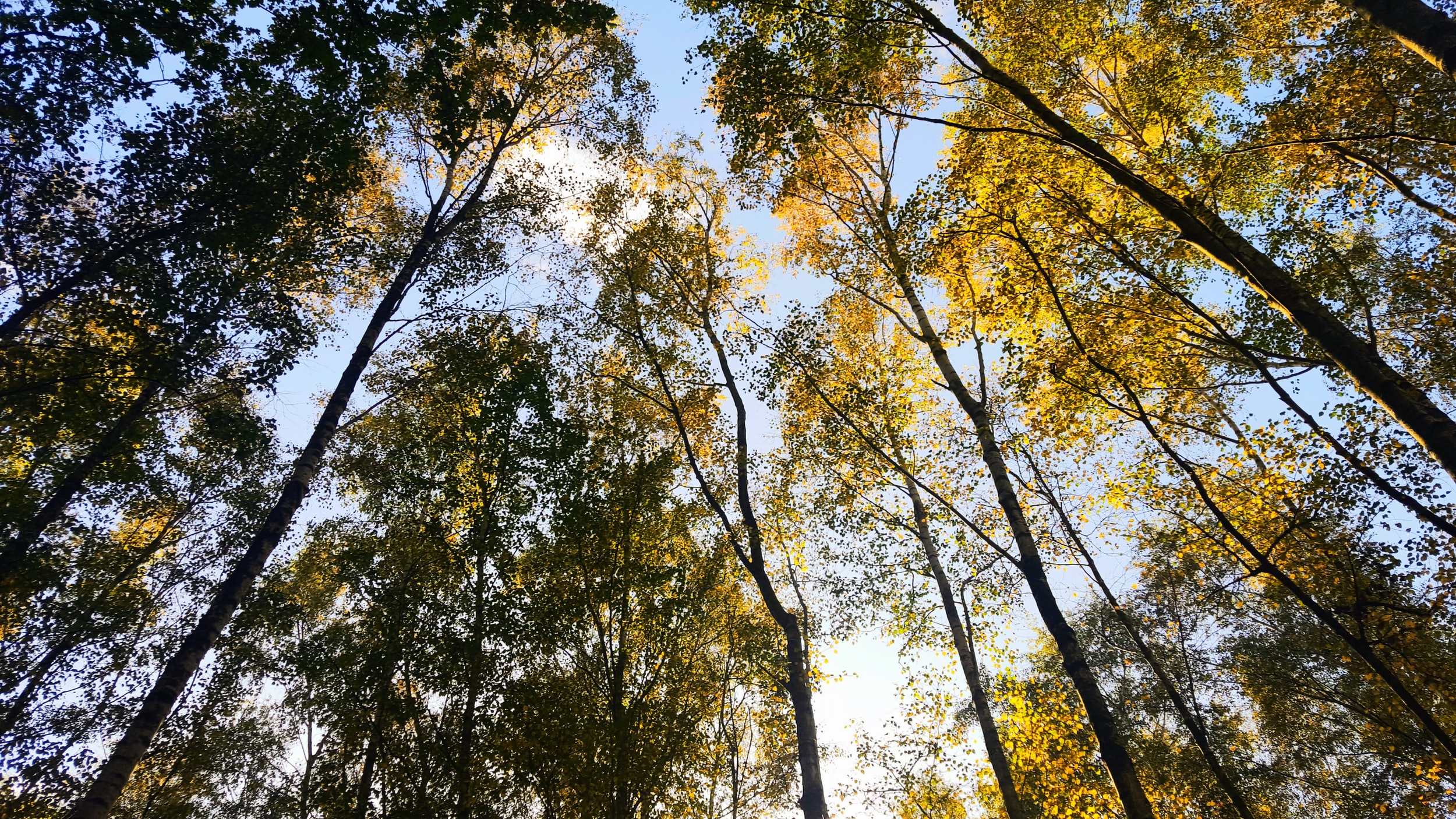 A woodland walk this spring: What could you see?