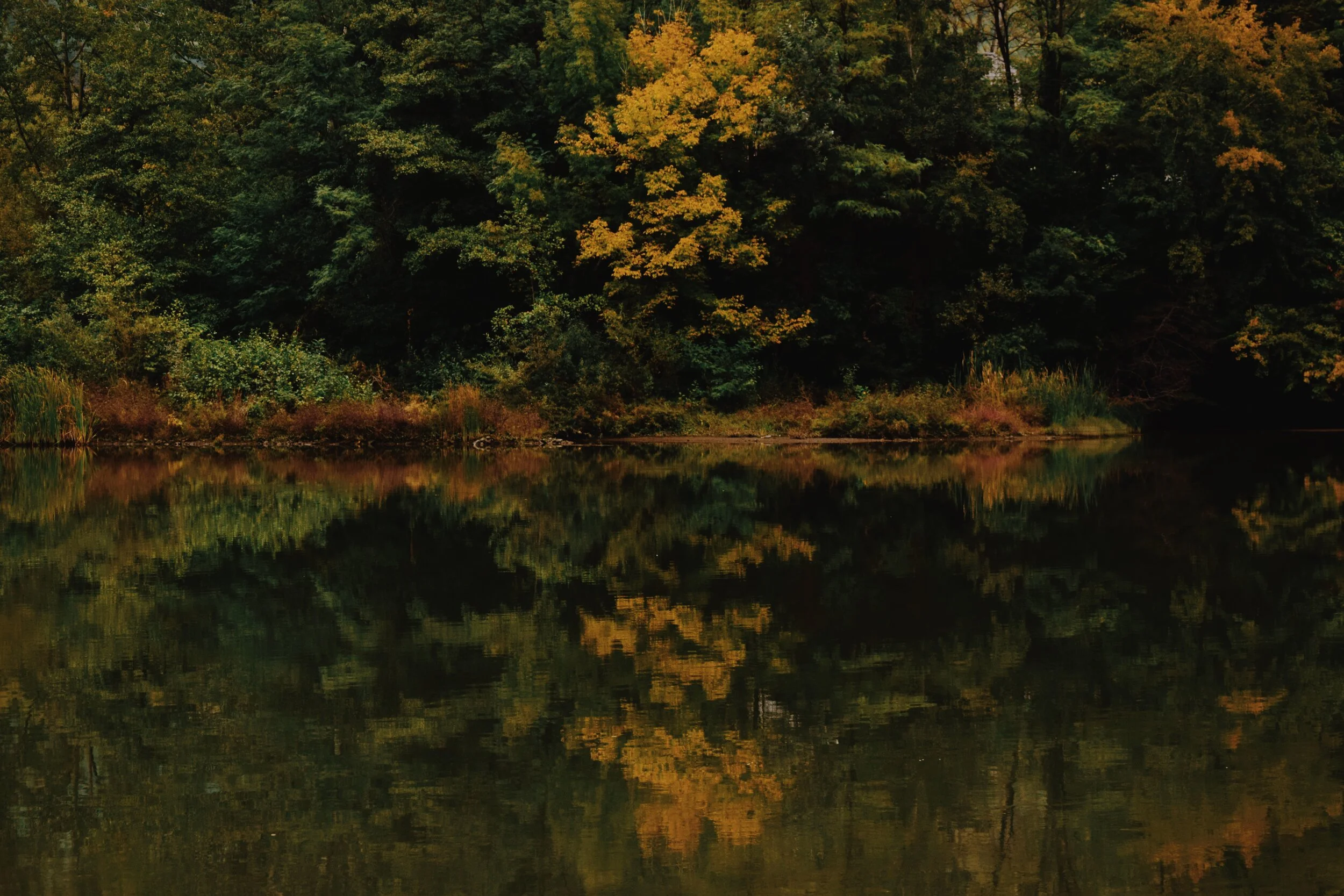 Lifeblood: How healthy forests create healthy rivers and seas