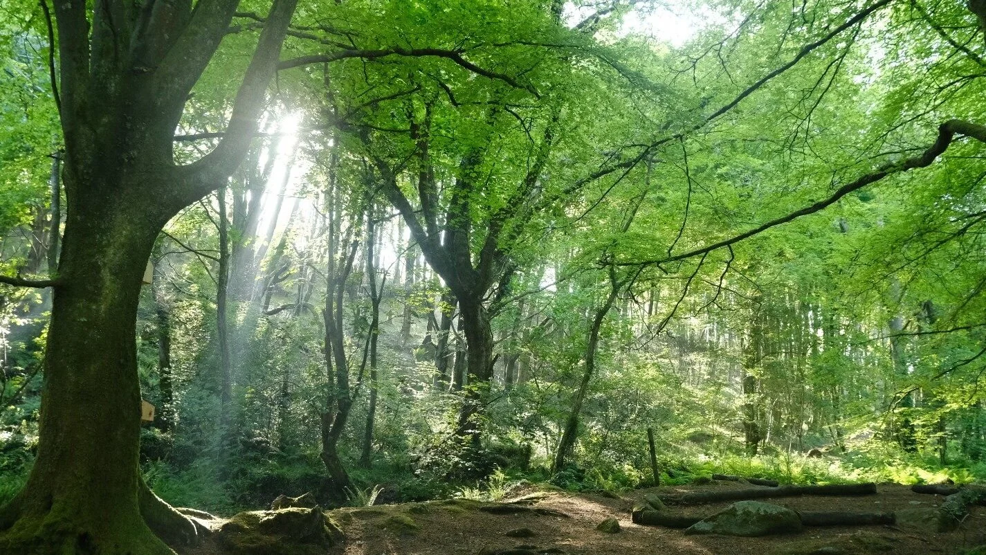 Planting trees brings hope for the future