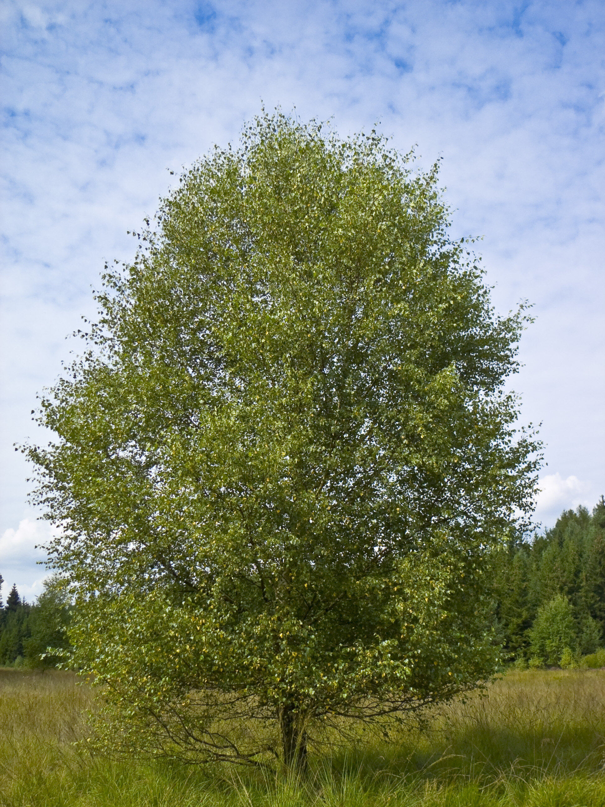Betula_pubescens by Willow.jpg