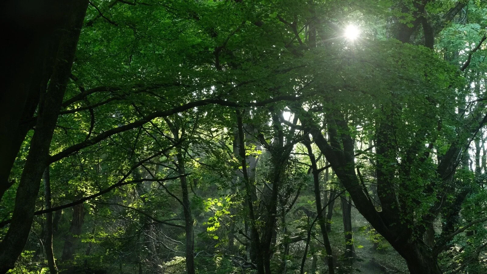 3 native trees ol' Blighty wouldn't be the same without