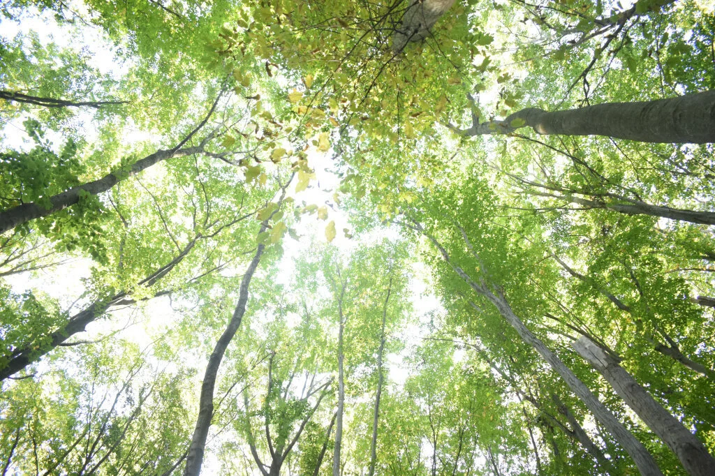Should you carbon offset with 9Trees? What I learned&nbsp;