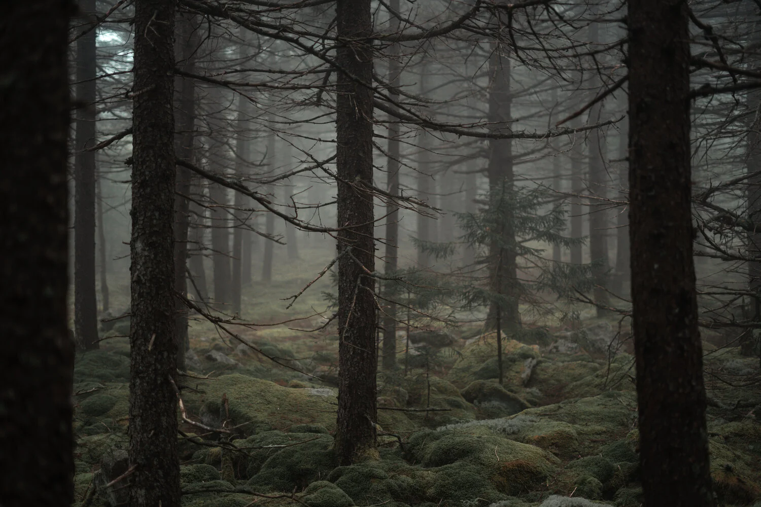 Which to plant? Deciduous or coniferous?