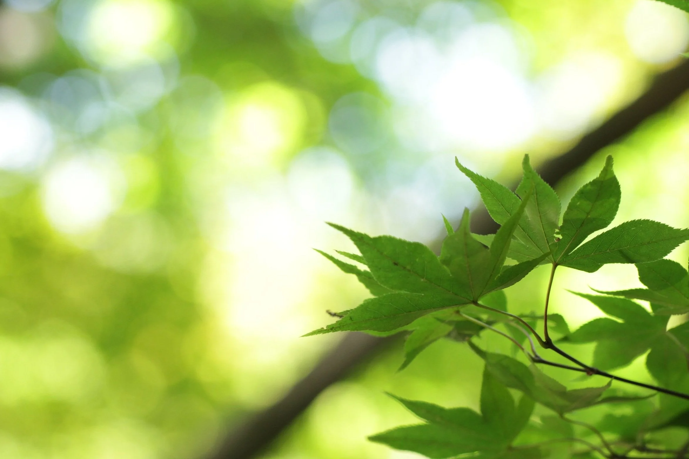 Rebuilding the Jenga tower: The role of tree planting