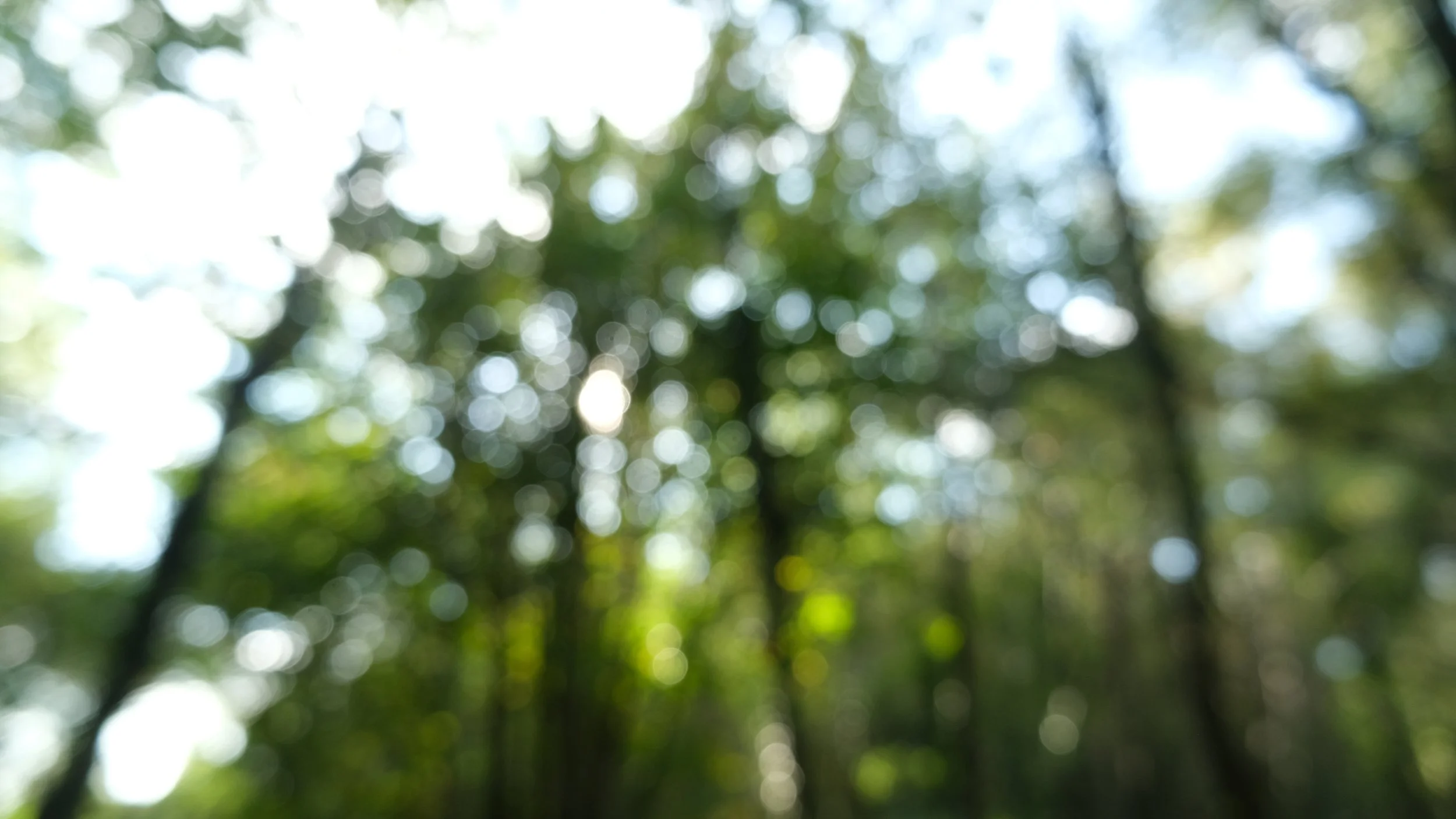 Reforestation not vs. rewilding? Two green peas in a pod