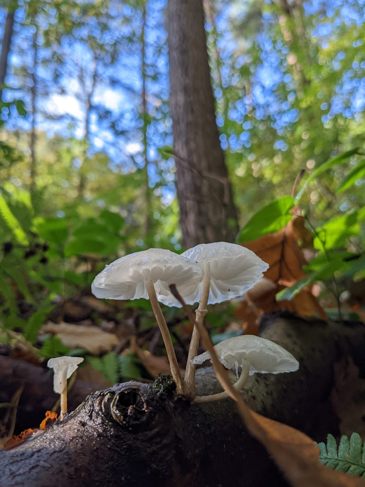 Photograph of Wild Mushrooms in a Forest