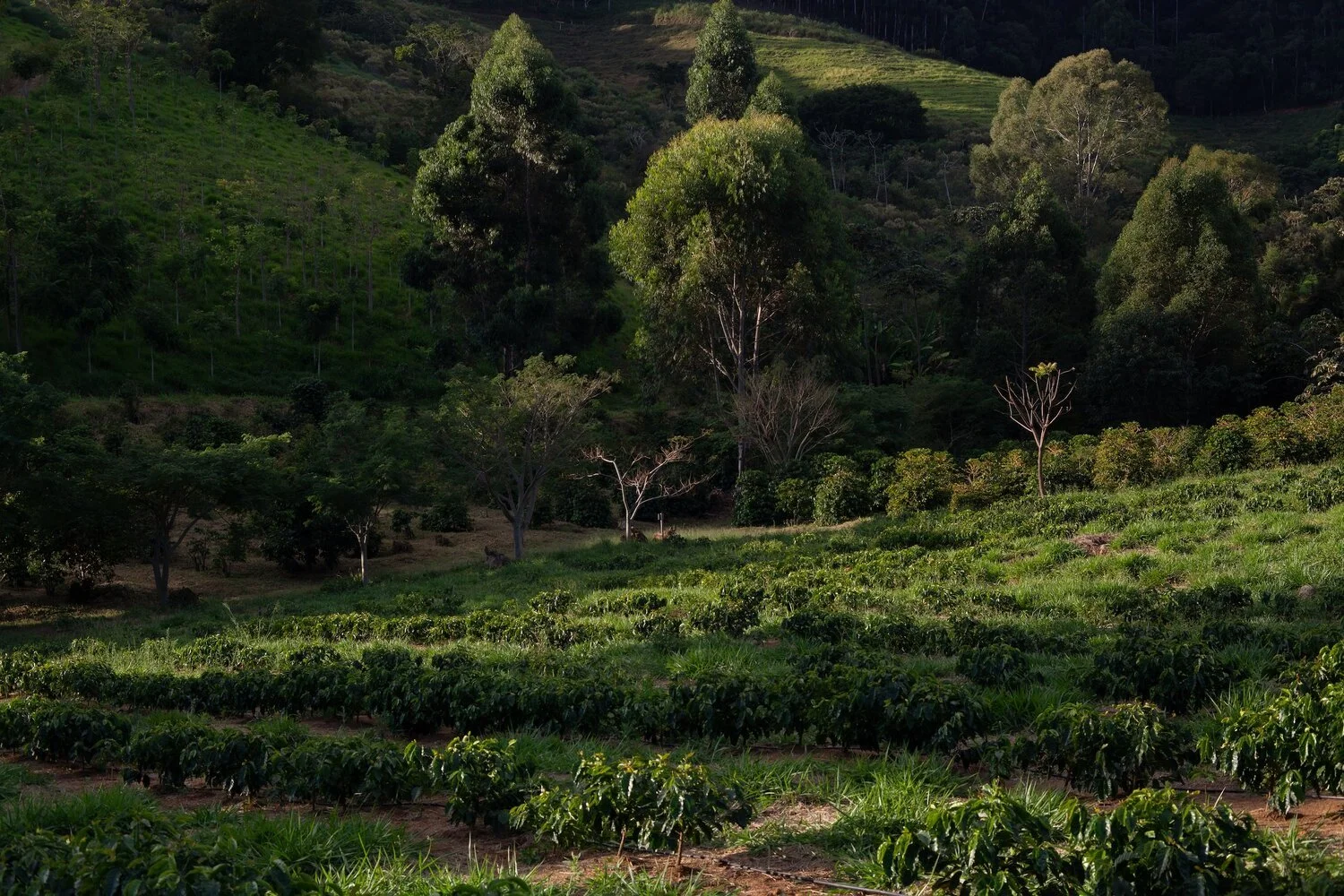 Rooted in sustainability: Agroforestry and sustainable agriculture in the UK