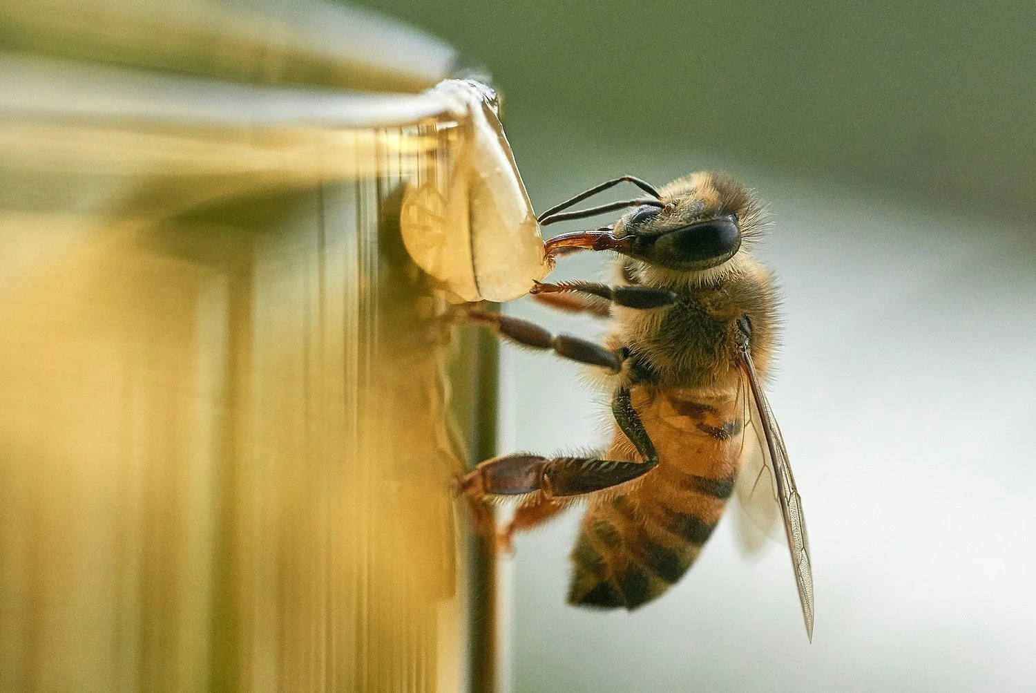 Nature's architects: Examining the indispensable role of bees in ecosystem functioning