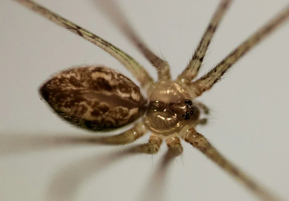 The hidden web: Exploring the microscopic engines of ecosystems