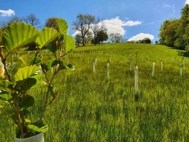 Woodland management: What we do here at 9Trees
