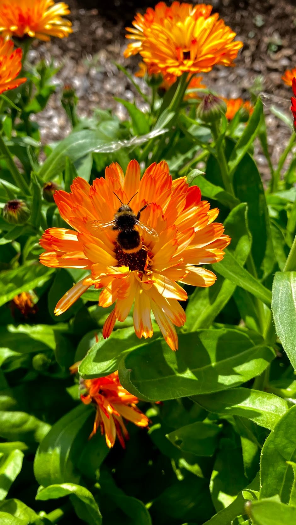 Why are bees so important to humans asked everyone 🐝

🐝 Pollinator powerhouses! Pollinating around 75% of global food crops - fruits, vegetables, nuts and seeds like cucumbers, apples, almonds, squash and coffee.
🐝 Biodiversity boosters! They supp