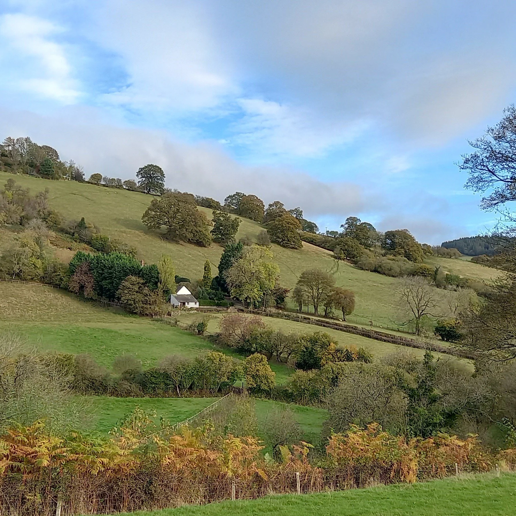 Feeling the need for the great outdoors?

Urgently wan to take action against climate change and make a tangible difference?

We are carrying out woodland maintenance with eco-matting, pulling a few weeds, checking guards, perhaps some mulching and o