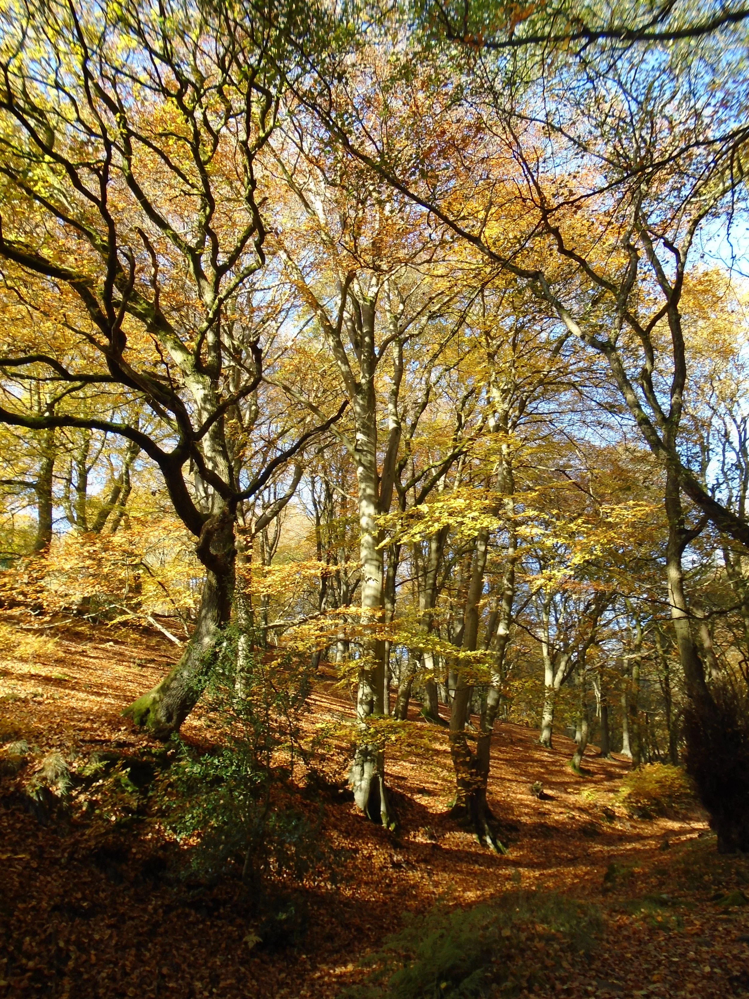 Aumunal colours in a UK native Woodland with tall trees and lots of brown leaves on the forest floor