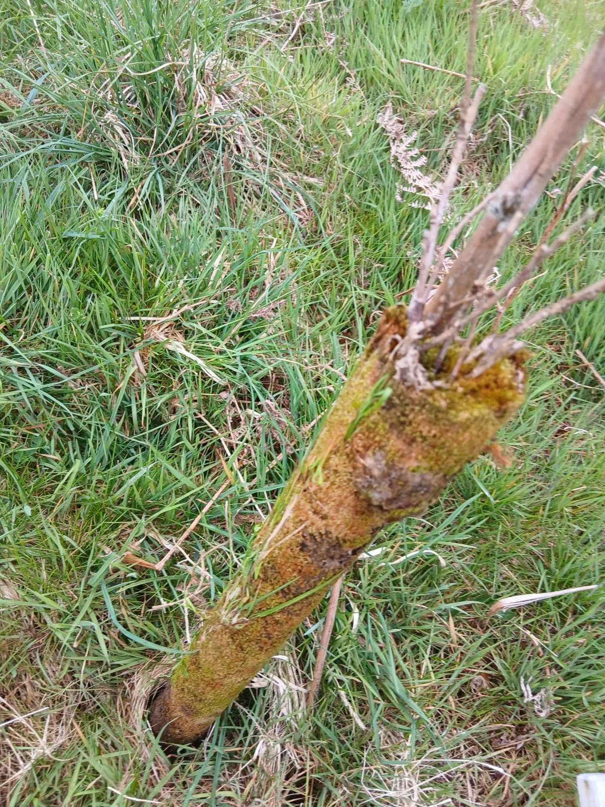 baby tree