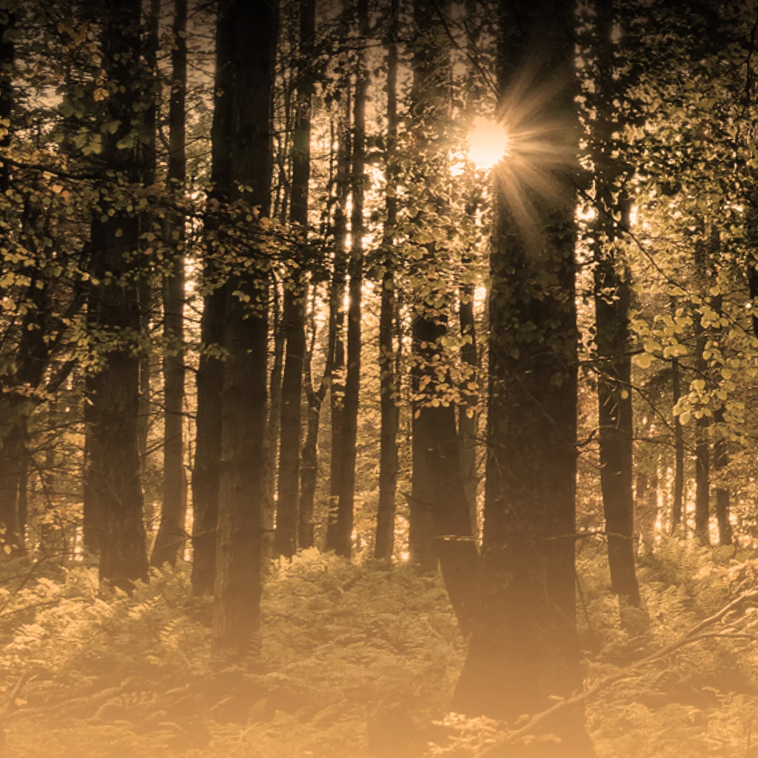 Background Image - V1 copy.jpg