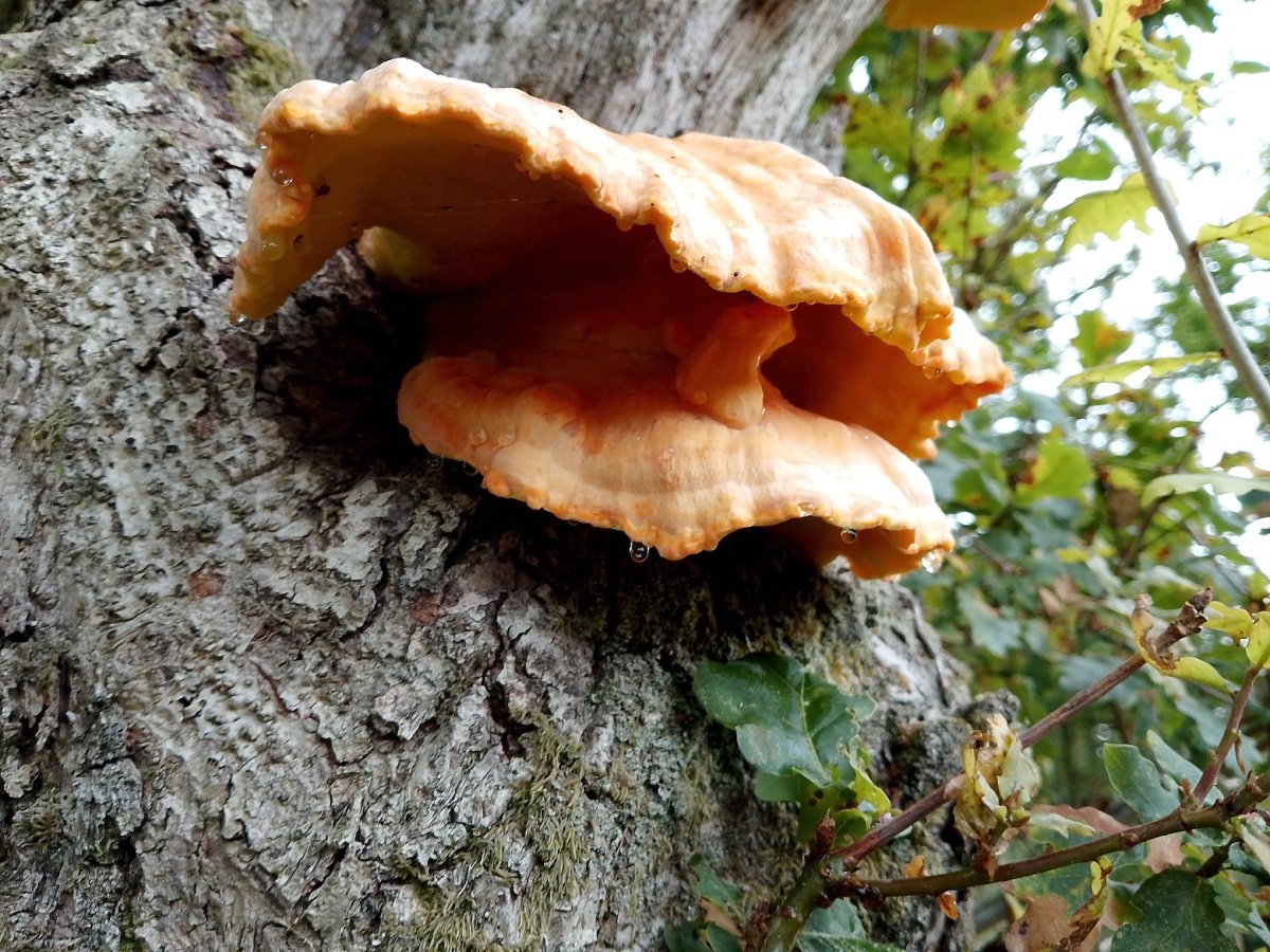 Fungi on a tree