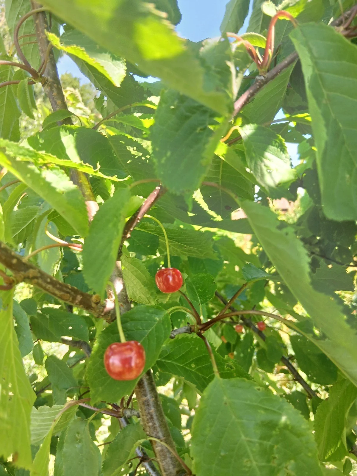 agroforestry 2