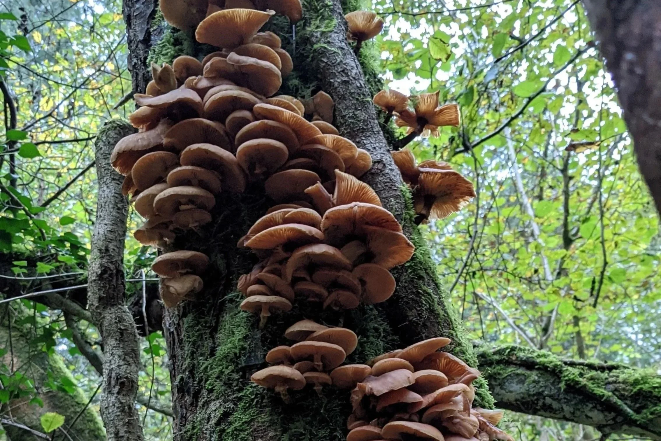 Native UK tree woodland close up of fungi growing on a tree trunk