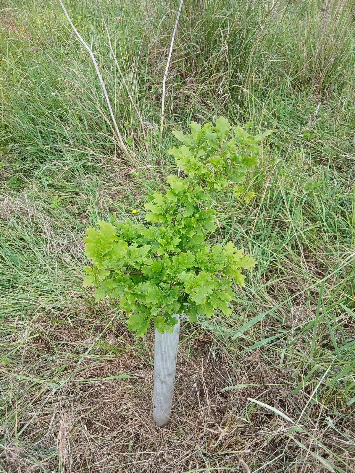 baby tree