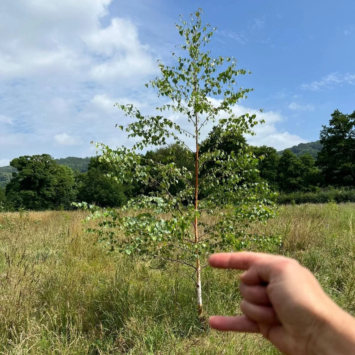 A young tree at 9Trees planting site