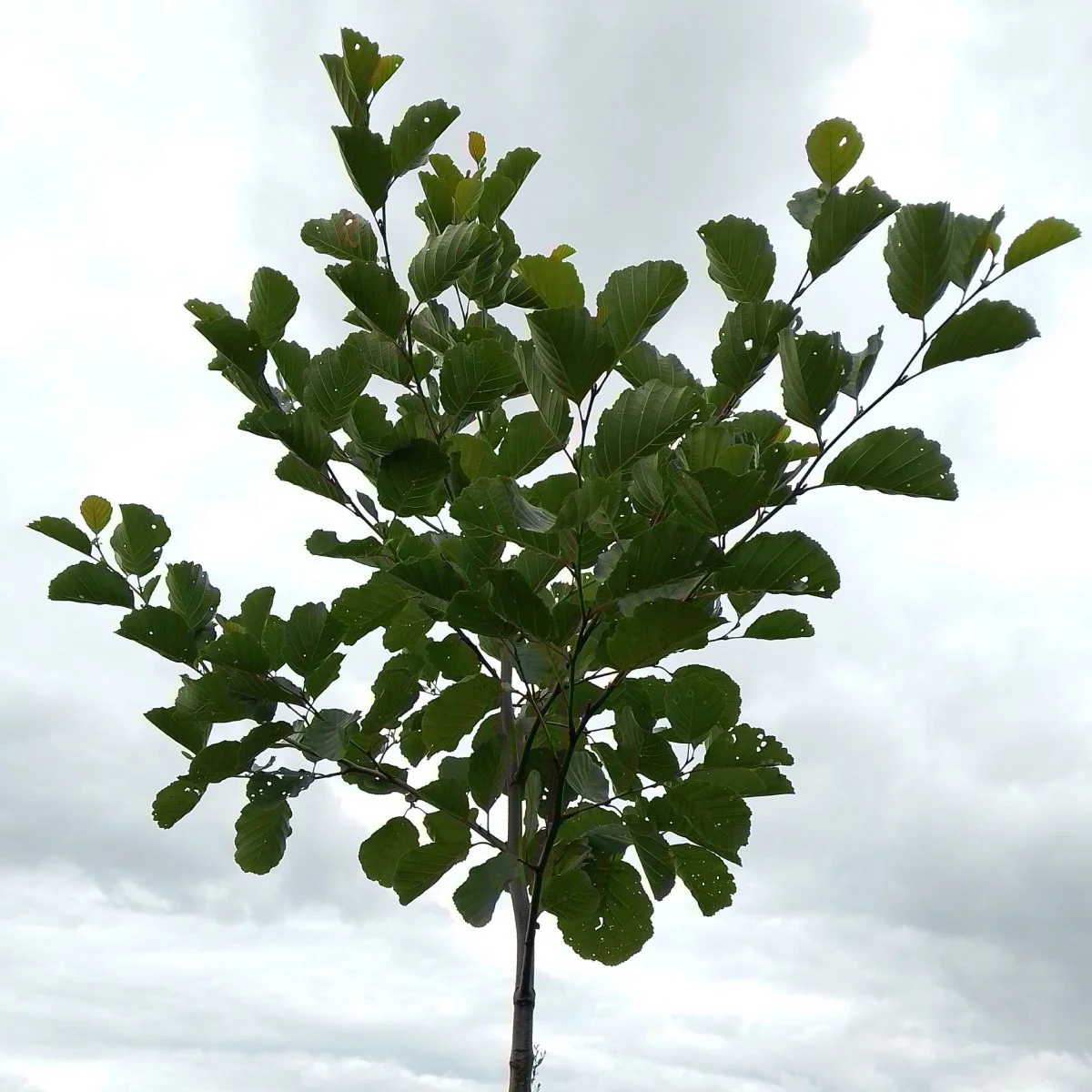 A young tree