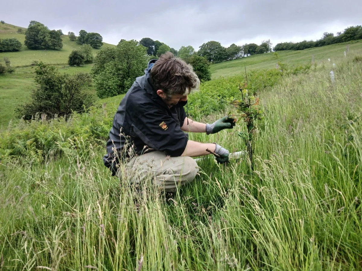 Matt Rising helps a Hawthorn in need of some TLC - Glascwm site, Powys