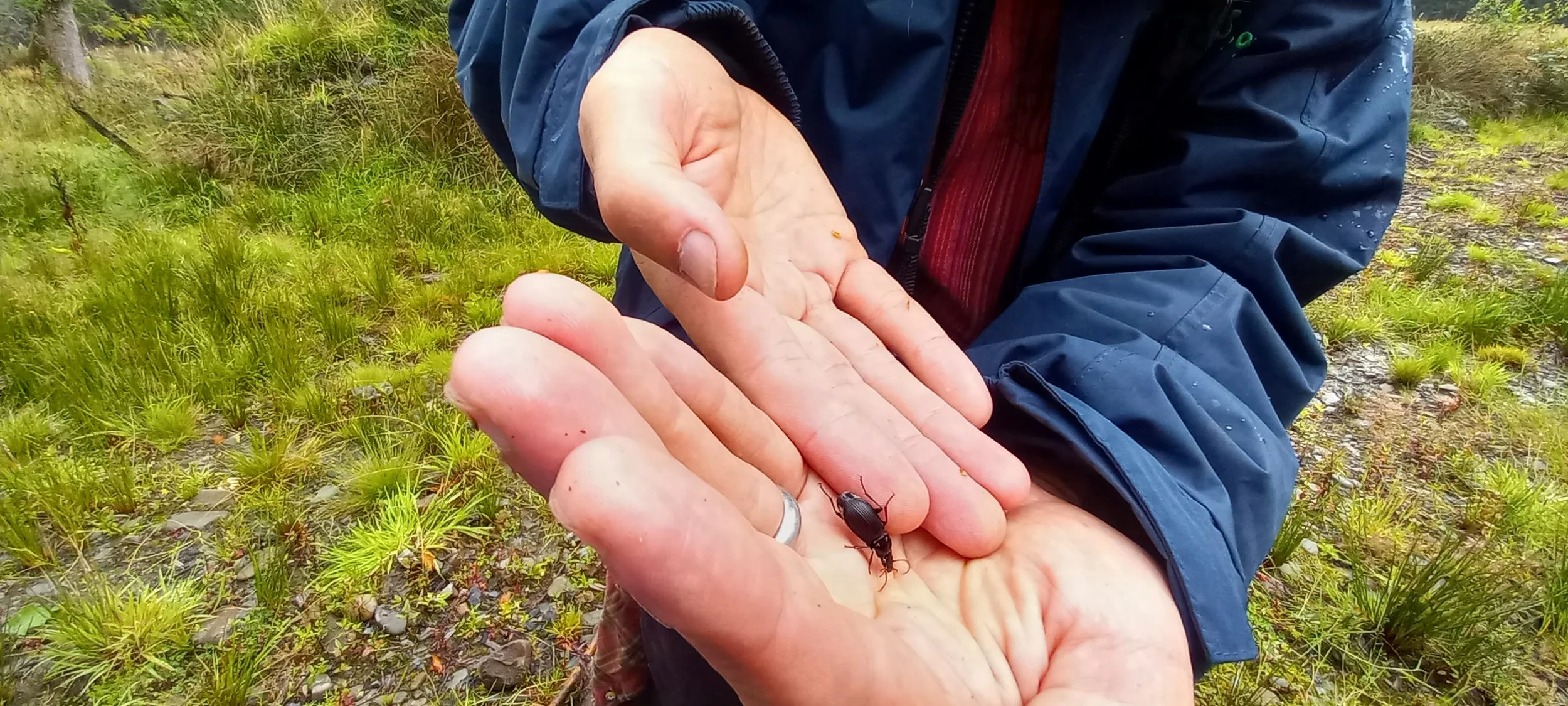 A close up of a persons hands. They are standing in a wet field and woodland area. They have a black beetle in their hands.