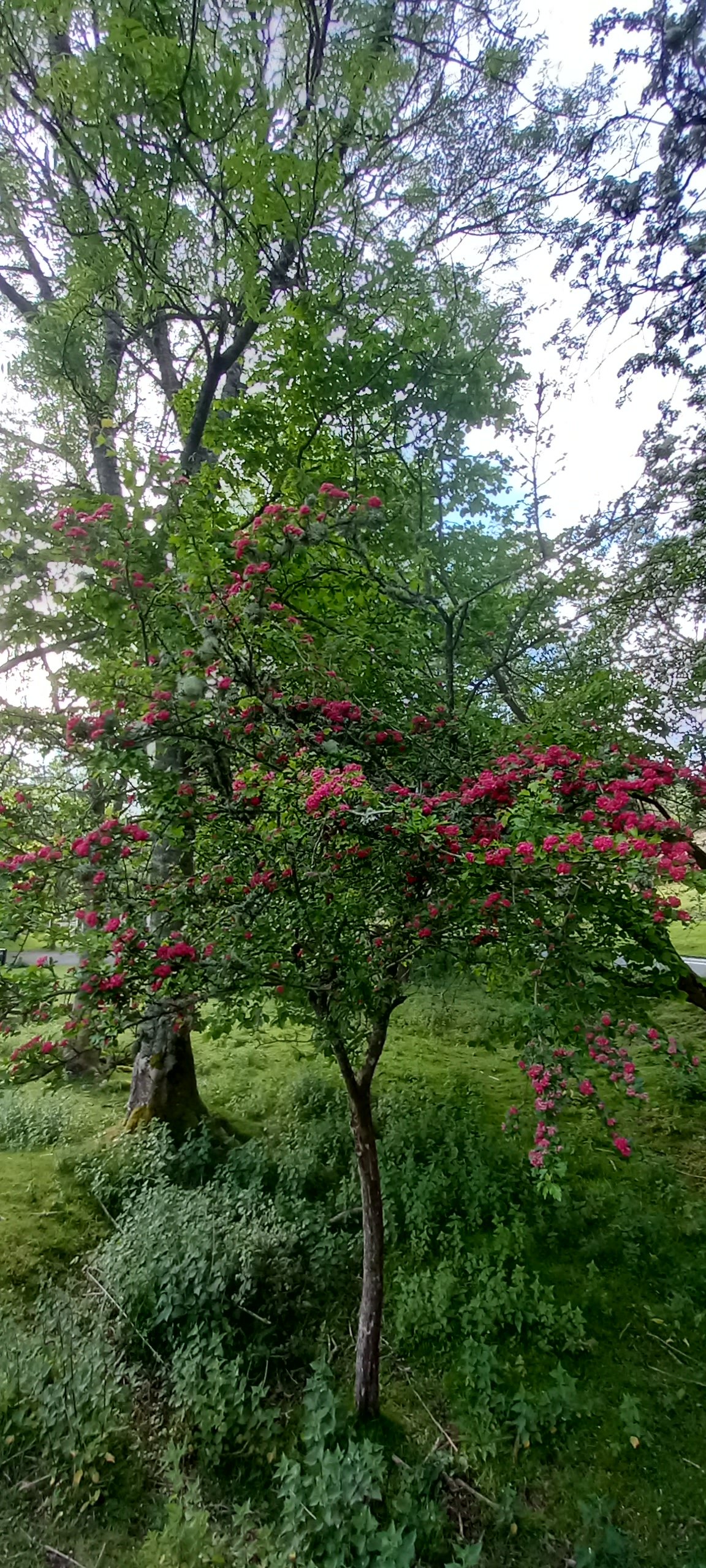 Pink Uk native hawthorn in a UK native woodland with lots of green broadleaf trees