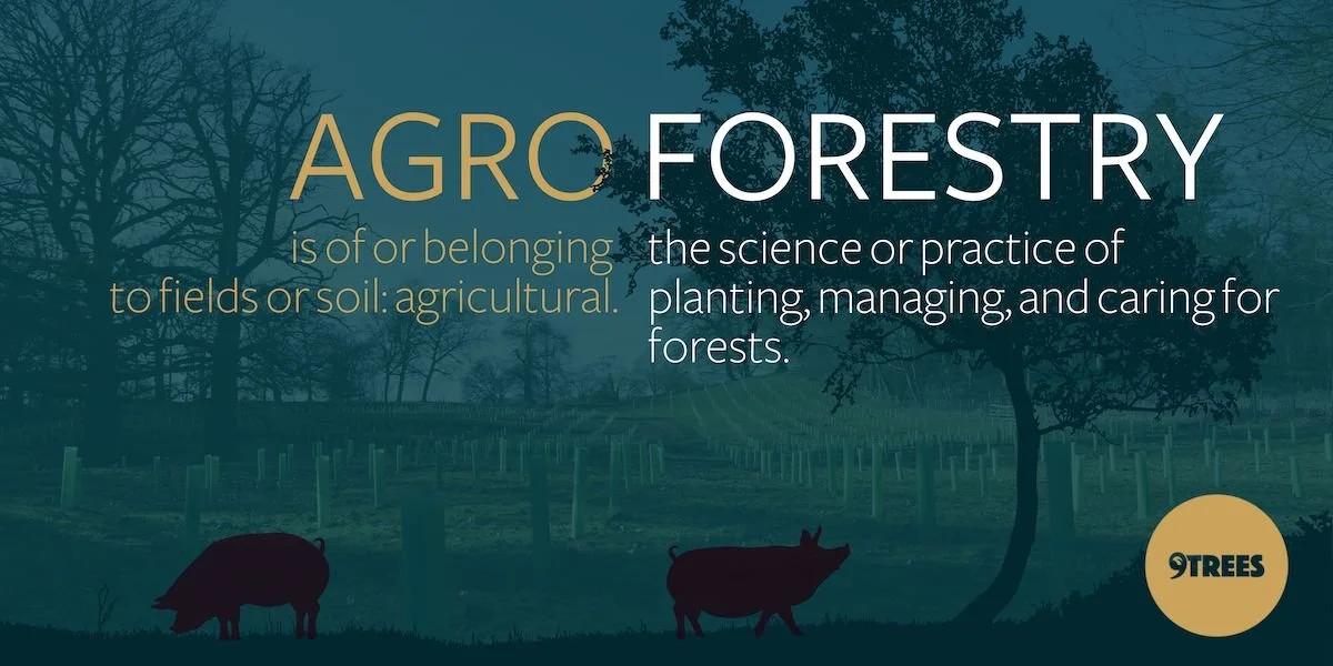 agroforestry