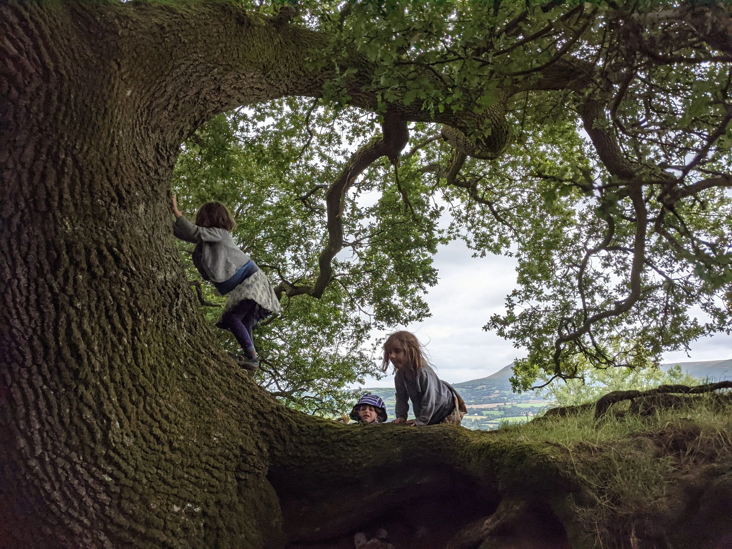 Children climbing a tree