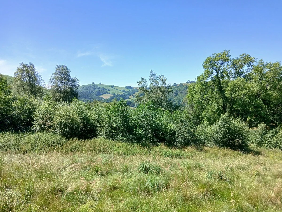 9Trees planting site